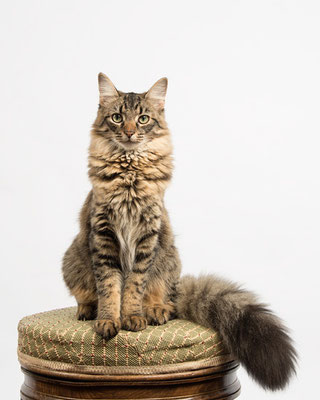Portrait de chat