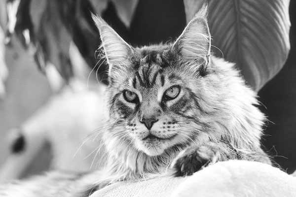 Portrait de chat en noir et blanc