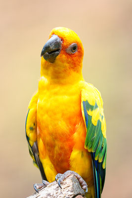 Portrait de perruche