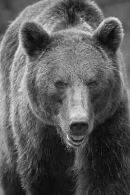 Portrait d&rsquo;ours