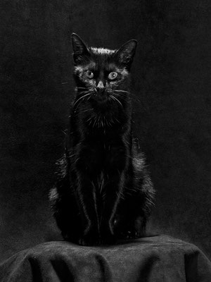 Chat noir en studio